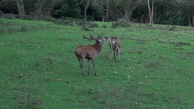 Closeup of a desperate young deer stag with small antlers roaring at a single not interested roe deer feeding on gras with steaming hot breath looking at her fluffy white tail in the Eifel in Germany.