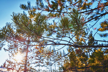 Spruce in the forest