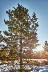 Spruce in the forest