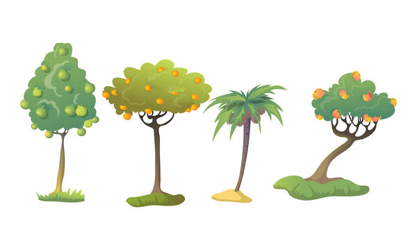 Different Fruit Trees with Thick Tree Crown and Fruits Vector Set