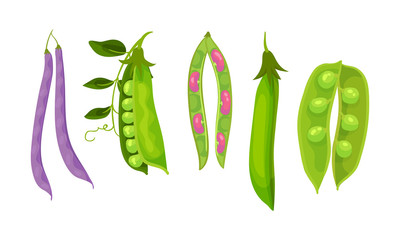 Leguminous Plants with Open Pods and Beans Inside Vector Set