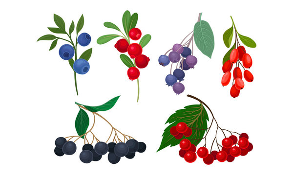 Ripe and Juicy Berries with Blueberry and Barberry Hanging on Twig Vector Set