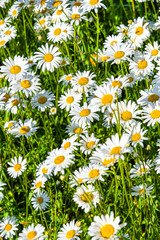 Fototapeta premium Beautiful meadow in springtime full of flowering daisies with white yellow blossom and green grass - oxeye daisy, leucanthemum vulgare, dox-eye, common daisy, dog daisy, moon daisy - concept garden