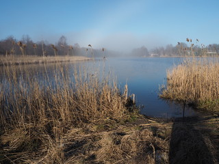 Sunny lake with light fog. The coast is overgrown with reeds.