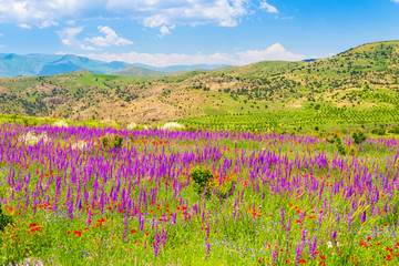 Obraz premium Summer purple flowers in a field in the mountains of Armenia