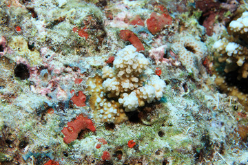 Naklejka na ściany i meble Close up of new grown stony coral