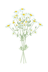 Watercolor hand drawn wild meadow chamomile flowers bouquet isolated on white background. Design element for summer card, poster, print, invitation etc.