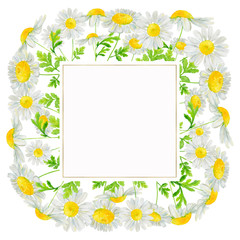 Watercolor hand drawn square frame with wild meadow flower chamomile and gold frame isolated on white background. Good for summer design, background, card, poster, print etc.