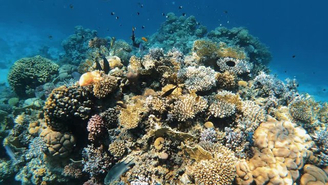 View of the beautiful coral reef