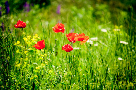 poppies and forbs in the steppe
