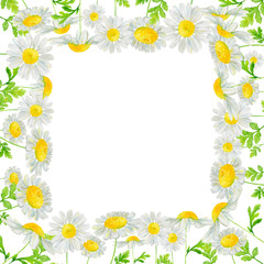 Watercolor hand drawn square frame with wild meadow flower chamomile isolated on white background. Good for summer design, background, card, poster, print etc.