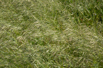 green grass in the nature