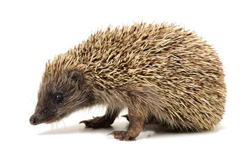 hedgehog isolated on white background