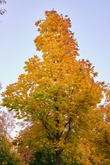 Yellow maple tree. Sky background.