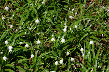 blooming leucojum vernum flower heads on the meadow, spring snowflake flowering plants in early march in sunshine