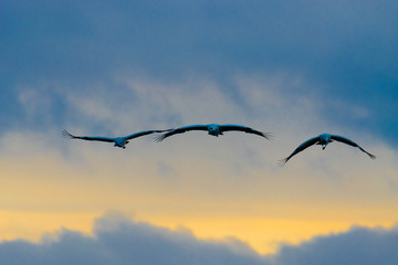 Grullas en vuelo