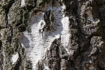 Silver birch, Betula pendula, bark
