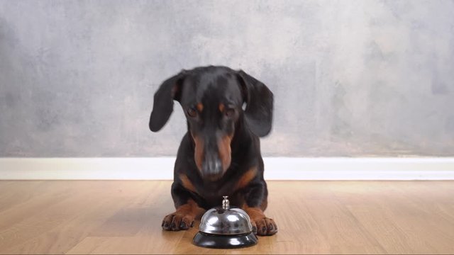A cute dachshund dog, black and tan, lies on the floor and faithfully looks at the hozian and begs food or a walk.  hit by  paw of Bell call /