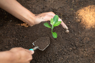 Soil in the hands of a young woman Seedlings that grow from fertile soil. And there is a shoveling ground near. Concept of environmental conservation Complete. Planting trees to reduce global warming.
