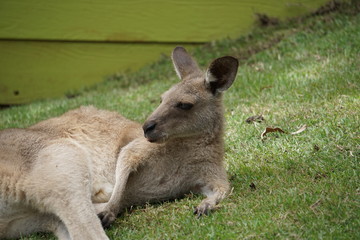 Kangaroo resting at Kuranda National Park