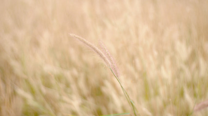 golden wheat field background. blur grass field outdoor nature
