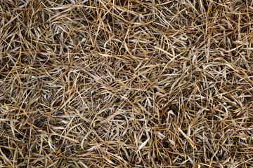 brown grass field background. dried bamboo leaf