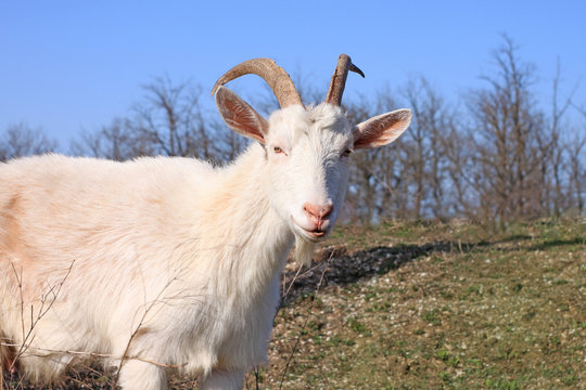 White Goat Mom with horns on lawn with green grass on a sunny day. Cute female nanny goat animal walks on nature background with kids. Domestic breeds farming wallpaper, website banner.
