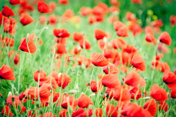 poppy is a symbol of victory in war