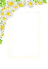 Watercolor hand drawn wild meadow chamomile flowers and gold frame isolated on white background. Design element for summer  card, poster, invitation etc.