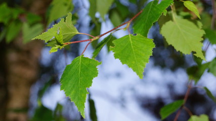 Natura