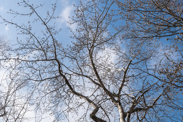 Black poplar, Populus nigra, tree trunk..