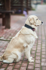 Naklejka na ściany i meble Golden Labrador Retriever with a collar sitting on the street. Close-up