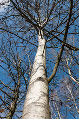 Black poplar, Populus nigra, tree trunk..