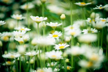 white daisies for medicine close-up