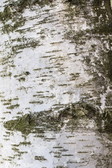 Silver birch, Betula pendula, bark
