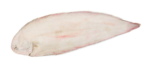 Sole fish on white background