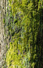 oak, Quercus robur, bark with moss