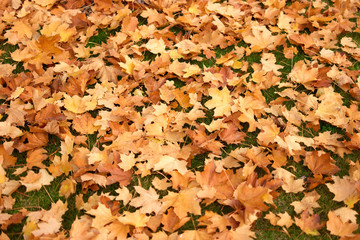 Pile of fall orange autumn maple leaves. Texture of huge heap leaves.