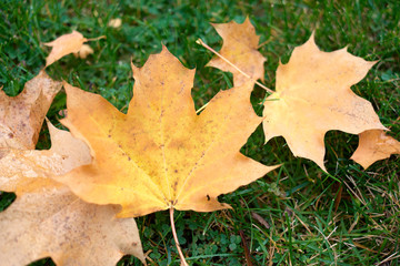 Close up bunch of dirty yellow maple leaves. Green grass on background.