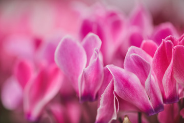 Fototapeta premium Background image of pink flower petals, macro close up, copy space