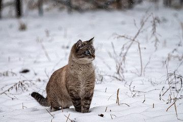 Cute blue-eyed kitten in winter surprised by the snowfall. Beautiful kitten outdoors in winter. Neva masquerade Siberian cat