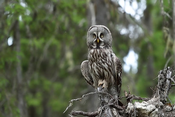 Great grey owl in forest at summer