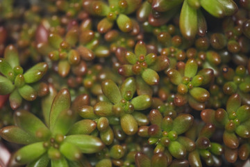 Top view background of tiny succulent plant with gradient green leaves, copy space