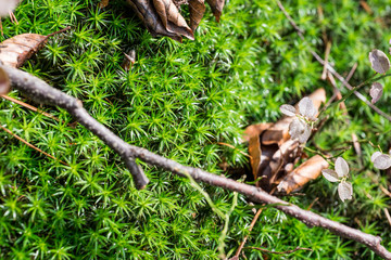 moss in the forest