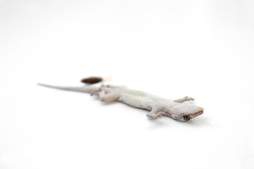Asian House lizard (hemidactylus) isolated on white background.