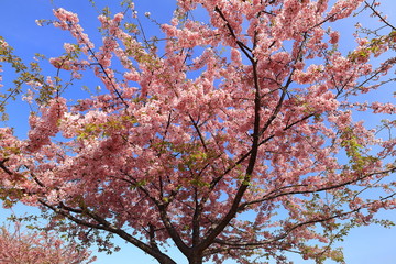 河津桜。日本の桜の花
