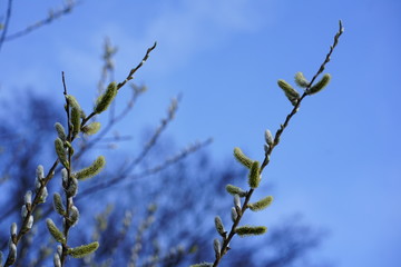 Close up of Halberd Willow (Salix Hastata) catkins, against sky