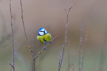 Blaumeise bei der Futtersuche	