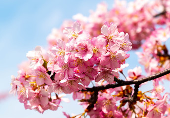 Fototapeta premium 河津桜。日本の桜の花