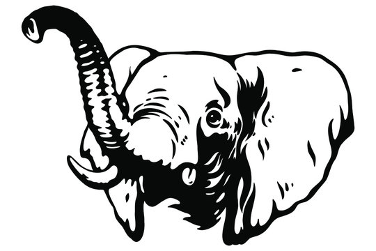 Head of an elephant. Styling the head for your design. Vector illustration, isolated objects.	